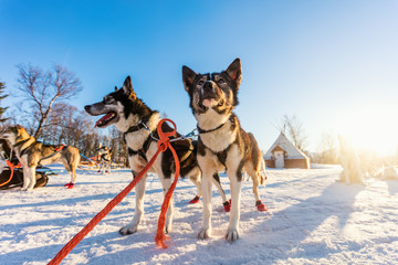 Naklejka premium Husky dogs