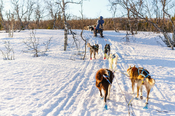 Naklejka premium Husky safari