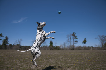 Dalmatian Jumping for Ball