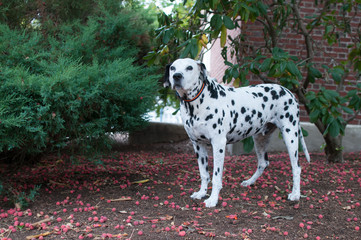 Dalmatian near Bushes