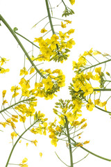 Obraz premium Rapeseed (colza) Brassica napus flowers isolated on white