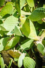Prickly pear blooming during summer