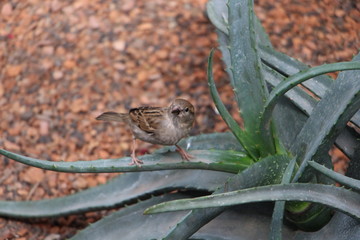 Spatz auf Kaktee