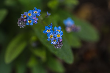 niezapominajka, niebieskie drobne kwiatki, żółty środek,zielone tło, krople rosy - 201655243