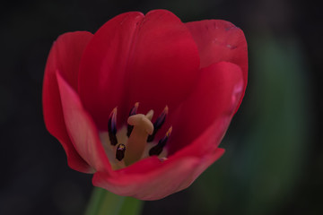 single red tulip, tulipan, czerwony kwiat, zielone tło, krople rosy - 201655250