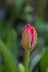 single red tulip flower, closeup, green background, tulipan, drop of dew czerwony kwiat, zielone tło, krople rosy - 201655262