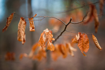 Brown Autumn Leaves