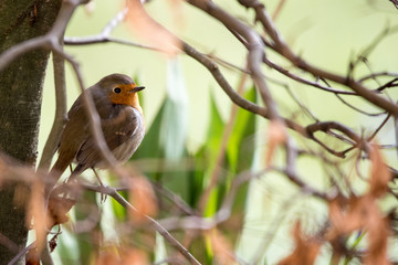 A robin bird on a branch