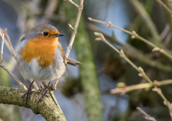 A robin bird on a branch