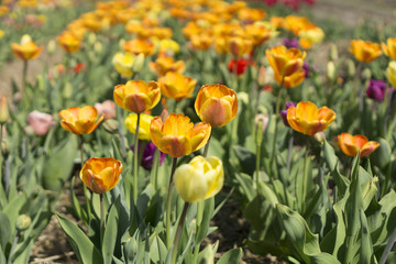 Colourful tulips in the Netherlands