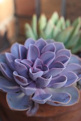 A pair of pastel colored succulents potted on the front porch in the summer months.