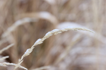 Golden winter grasses covered with a light snowfall in Yakima, Washington.