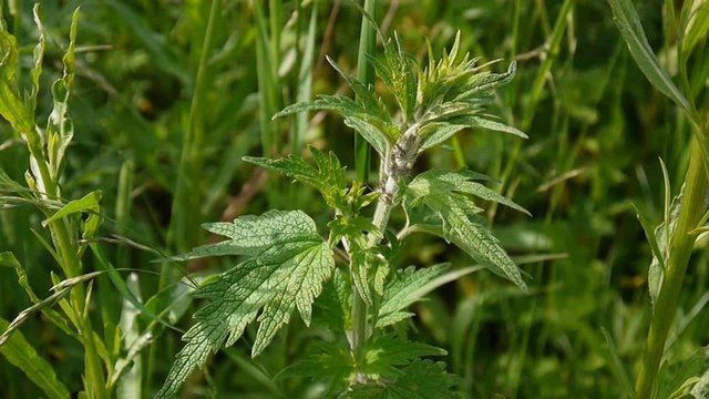 Leonurus cardiaca, motherwort, medical plant in the field. Throw-wort, lions ear, lions tail. Video HD static camera shooting.