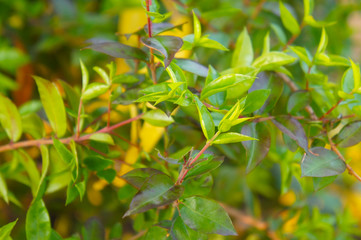 Fototapeta na wymiar Myrtus communis common myrtle green tree foliage
