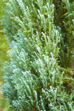 Juniper Or Juniperus Scopulorum Green Plant