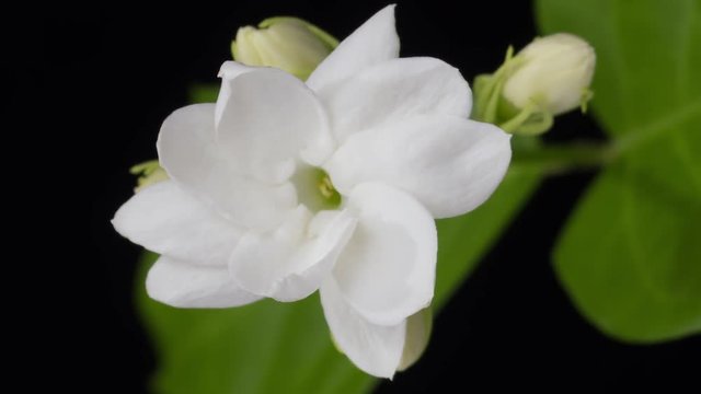 Time lapse of white Jasmine flowers blooming on black background