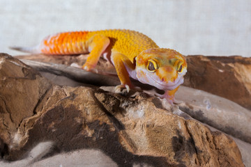Gecko