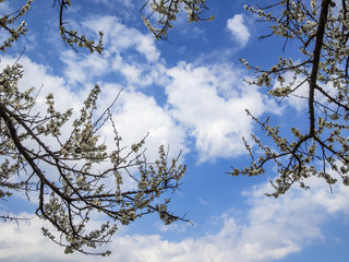 Branches of a blossoming apricot o