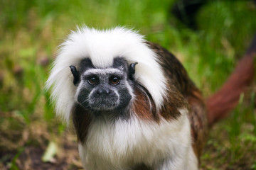 Cotton-top tamarin