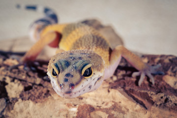 Gecko