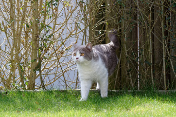 British shorthair cat in lilac coming from the hedge