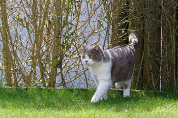 British shorthair cat walking on lawn, coming from a hedge