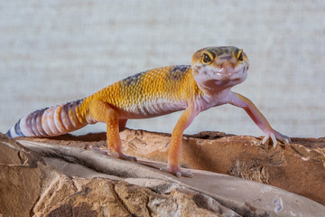 Gecko