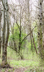 Trees in forest at spring. Natural background.