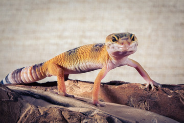 Gecko