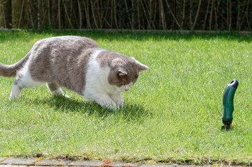 British shorthair cat playing on green lawn