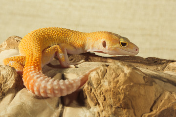 Gecko