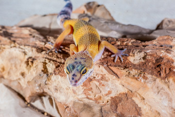 Gecko