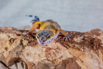 Gecko