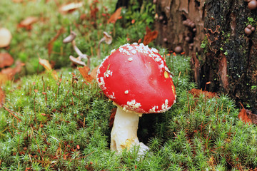 fly agaric in the autumn forest