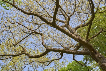 Spring nature. Tree with the first green leaves and young shoots