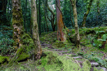 Fototapeta premium a path is in the green forest in Sao Miguel, Azores Portugal