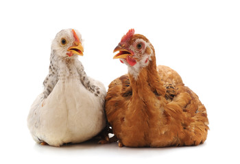 Two small chickens.