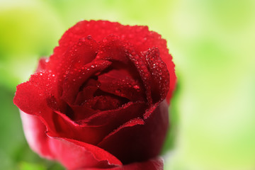 Rose rot mit Morgentau für Liebe