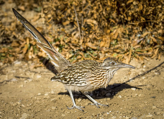 Greater Roadrunner
