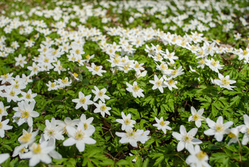 Obraz na płótnie Canvas spring bloom of the wood anemones closeup photo