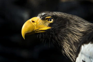 Eagle
