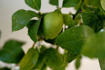 Citron vert sur branche