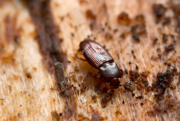 Cerylon impressum photographed with high magnification
