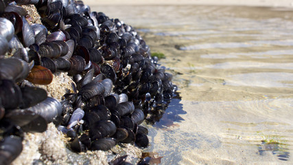Healthy mussels clean coast shoreline
