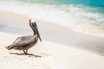 Pelican observing the caribbean sea in a Cancun Beach