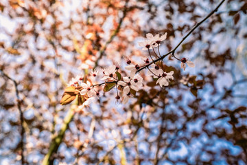 flowers blossoming in springtime