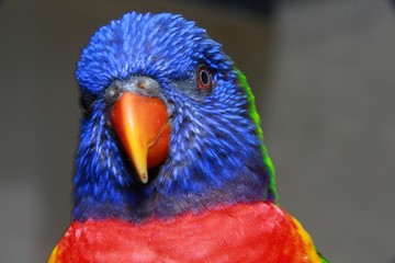 Closeup of Blue, Green, Red and Yellow Lorikeet in Profile in the Aviary at Butterfly World, Pompano Beach, Florida