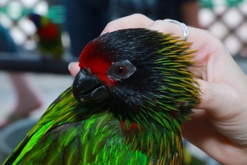 Closeup of Green, Yellow and Red Lorikeet's Neck being Massaged by a Young Woman's Hand in the...