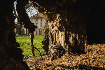 hollow tree ina park in springtime