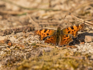 Comma Butterfly